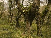 E, Cadiz, Jimena de la Frontera, Alcornocales 59, Saxifraga-Jan van der Straaten