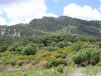 E, Cadiz, Jimena de la Frontera, Alcornocales 6, Saxifraga-Dirk Hilbers