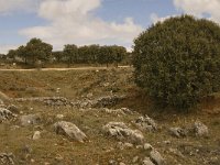 E, Malaga, El Burgo, Sierra de las Nieves 12, Saxifraga-Jan van der Straaten