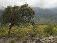 E, Malaga, El Burgo, Sierra de las Nieves 17, Saxifraga-Jan van der Straaten