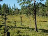 S, Dalarna, Goljan 4, Saxifraga-Willem van Kruijsbergen