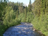 FI, Oulu,Kuusamo, Oulanka NP 8, Saxifraga-Dirk Hilbers