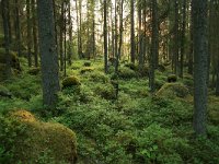 FIN, Central Finland, NP Pyha-Hakki 2, Saxifraga-Marjan van der Heide