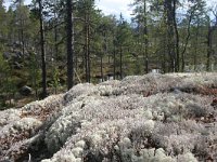 FIN, Lapland, Inari 11, Saxifraga-Dirk Hilbers