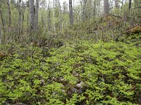 FIN, Lapland, Inari, Lemmenjoki 4, Saxifraga-Dirk Hilbers