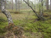 FIN, Lapland, Inari, Lemmenjoki 6, Saxifraga-Dirk Hilbers