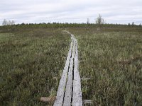 FIN, Lapland, Inari, Lemmenjoki 9, Saxifraga-Dirk Hilbers