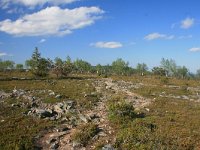 FIN, Lapland, Ivalo, Uhro Kekkonen 7, Saxifraga-Dirk Hilbers