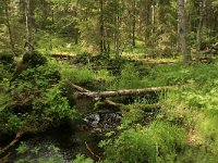 FIN, Lapland, Sodankyla, Pyha Luosto 1, Saxifraga-Dirk Hilbers