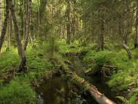 FIN, Lapland, Sodankyla, Pyha Luosto 2, Saxifraga-Dirk Hilbers