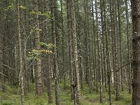 N, More og Romsdal, Fraena, Trollkyrkja 10, Saxifraga-Willem van Kruijsbergen