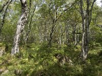 N, More og Romsdal, Fraena, Trollkyrkja 14, Saxifraga-Willem van Kruijsbergen