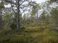 N, More og Romsdal, Molde, Tusenarsvarden 2, Saxifraga-Willem van Kruijsbergen