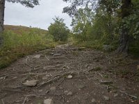 N, More og Romsdal, Molde, Tusenarsvarden 4, Saxifraga-Willem van Kruijsbergen