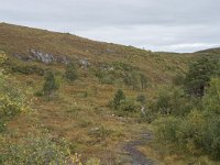 N, More og Romsdal, Molde, Tusenarsvarden 8, Saxifraga-Willem van Kruijsbergen