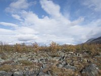 N, Oppland, Dovre, Fokstumyra 109, Saxifraga-Willem van Kruijsbergen