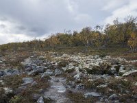 N, Oppland, Dovre, Fokstumyra 116, Saxifraga-Willem van Kruijsbergen