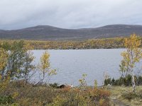 N, Oppland, Dovre, Fokstumyra 140, Saxifraga-Willem van Kruijsbergen