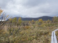 N, Oppland, Dovre, Fokstumyra 147, Saxifraga-Willem van Kruijsbergen