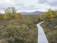 N, Oppland, Dovre, Fokstumyra 153, Saxifraga-Willem van Kruijsbergen