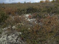 N, Oppland, Dovre, Fokstumyra 161, Saxifraga-Annemiek Bouwman