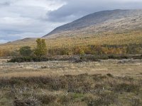 N, Oppland, Dovre, Fokstumyra 52, Saxifraga-Willem van Kruijsbergen