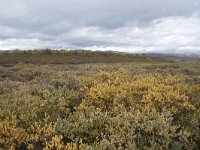 N, Oppland, Dovre, Fokstumyra 55, Saxifraga-Willem van Kruijsbergen