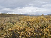 N, Oppland, Dovre, Fokstumyra 57, Saxifraga-Willem van Kruijsbergen