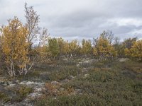 N, Oppland, Dovre, Fokstumyra 62, Saxifraga-Willem van Kruijsbergen