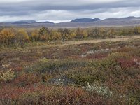 N, Oppland, Dovre, Fokstumyra 70, Saxifraga-Willem van Kruijsbergen