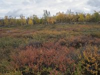 N, Oppland, Dovre, Fokstumyra 73, Saxifraga-Willem van Kruijsbergen