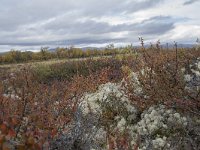 N, Oppland, Dovre, Fokstumyra 74, Saxifraga-Willem van Kruijsbergen