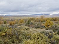 N, Oppland, Dovre, Fokstumyra 80, Saxifraga-Willem van Kruijsbergen