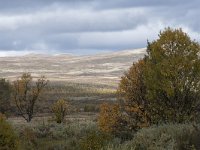 N, Oppland, Dovre, Fokstumyra 83, Saxifraga-Willem van Kruijsbergen