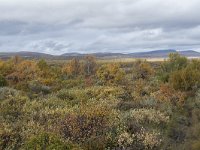 N, Oppland, Dovre, Fokstumyra 87, Saxifraga-Willem van Kruijsbergen