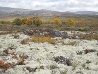 N, Oppland, Dovre, Fokstumyra 96, Saxifraga-Willem van Kruijsbergen