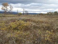 N, Oppland, Dovre, Valasjoen 23, Saxifraga-Annemiek Bouwman