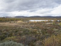 N, Oppland, Dovre, Valasjoen 4, Saxifraga-Willem van Kruijsbergen