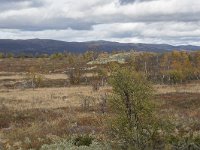 N, Oppland, Dovre, Valasjoen 6, Saxifraga-Willem van Kruijsbergen