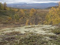 N, Oppland, Dovre, Valasjoen 9, Saxifraga-Willem van Kruijsbergen