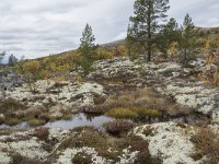 N, Oppland, Sel, Peer Gynt Hytta 129, Saxifraga-Willem van Kruijsbergen