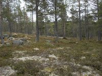 N, Oppland, Sel, Peer Gynt Hytta 144, Saxifraga-Willem van Kruijsbergen