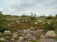 S, Dalarna, Sarna, National Park Fulufjallet 13, Saxifraga-Willem van Kruijsbergen