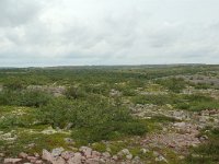 S, Dalarna, Sarna, National Park Fulufjallet 14, Saxifraga-Willem van Kruijsbergen