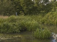 B, Limburg, Kinrooi, Abeek 3, Saxifraga-Marijke Verhagen