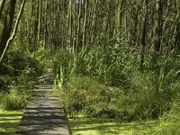 B, Limburg, Kinrooi, De Luysen 21, Saxifraga-Marijke Verhagen