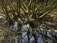 B, Limburg, Kinrooi, Grootbroek 3, Saxifraga-Jan van der Straaten