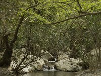 GR, Crete, Rethimnon, Patsos, Antonio Gorge 11, Saxifraga-Willem van Kruijsbergen