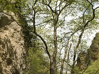 GR, Crete, Rethimnon, Patsos, Antonio Gorge 13, Saxifraga-Willem van Kruijsbergen