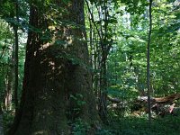 PL, Podlaskie, Bialowieza 15, Saxifraga-Hans Dekker